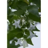 Abelia Grandiflora
