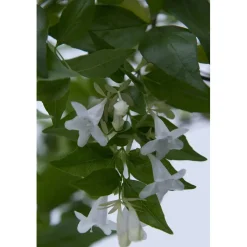 Abelia Grandiflora