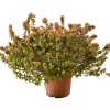 Abelia mix varietà vaso 30 cm