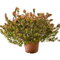 Abelia mix varietà vaso 30 cm