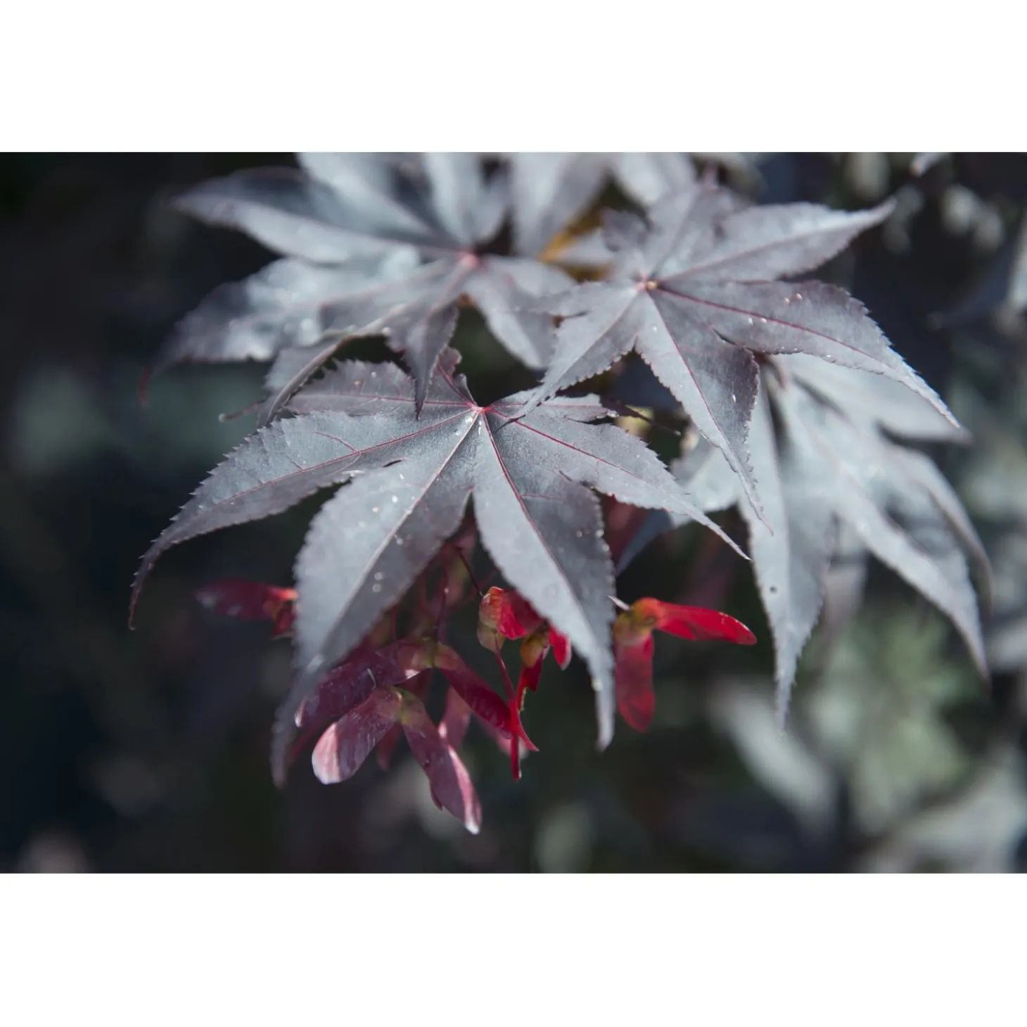 Acero palmato Bloodgood cespuglio h 60/80 cm