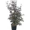 Acero palmato Bloodgood cespuglio h 100/125 cm