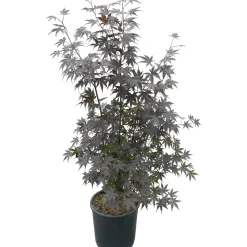 Acero palmato Bloodgood cespuglio h 100/125 cm