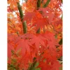 Acero palmato cespuglio h 60/80 cm