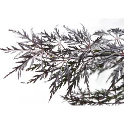 Acero palmato dissectum Garnet mezzo fusto h 130 cm