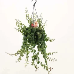 Aeschynanthus Rasta Vaso 15 cm
