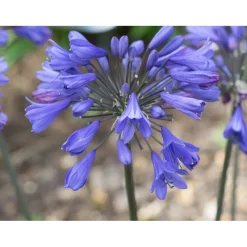 Agapanthus "Ever Sapphire"