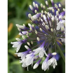 Agapanthus "Fireworks"
