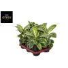Aglanoemalemon Mentha Verde Vaso 12 cm