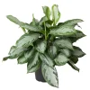 Aglaonema Silver Bay vaso Ø 24 cm