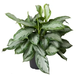 Aglaonema Silver Bay vaso Ø 24 cm