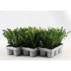Agrifoglio giapponese Jenny confezione da 6 Ilex crenata