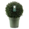 Agrifoglio giapponese Jenny Ilex crenata vaso Ø 40 cm