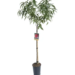 Albero da frutto Pesco vaso 6 l