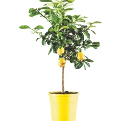 Albero da frutto Citrus Limone vaso 22 cm