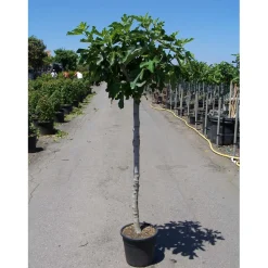 Albero da frutto Ficus carica vaso Ø cm 28