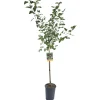 Albero da frutto Gelso vaso 6 l