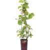 Albero da frutto kiwi Actinidia chinensis solissimo forma a cono