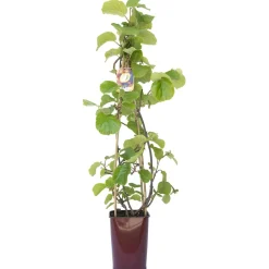 Albero da frutto kiwi Actinidia chinensis solissimo forma a cono