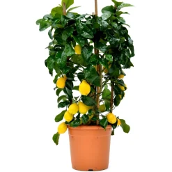 Albero da frutto Limone con frutti forma a cerchio