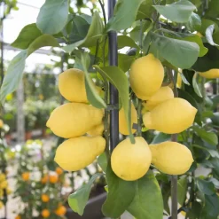 Albero da frutto Limone mezzo fusto