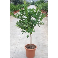Albero da frutto Limone mezzo fusto