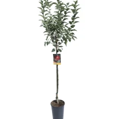 Albero da frutto Melo vaso 6 l