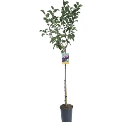 Albero da frutto Susino vaso 6 l