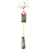 Albero rosa ibrida 120 cm