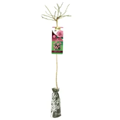 Albero rosa ibrida 120 cm