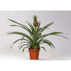 Ananas Vaso 9 cm