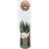Arr 2pp in vaso 9 cm