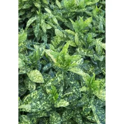 Aucuba japonica `Crotonifolia Gold`
