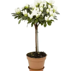 Azalea da appartamento in vaso Ø 14 cm