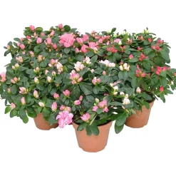 Azalea diametro in vaso 22 - 25 cm