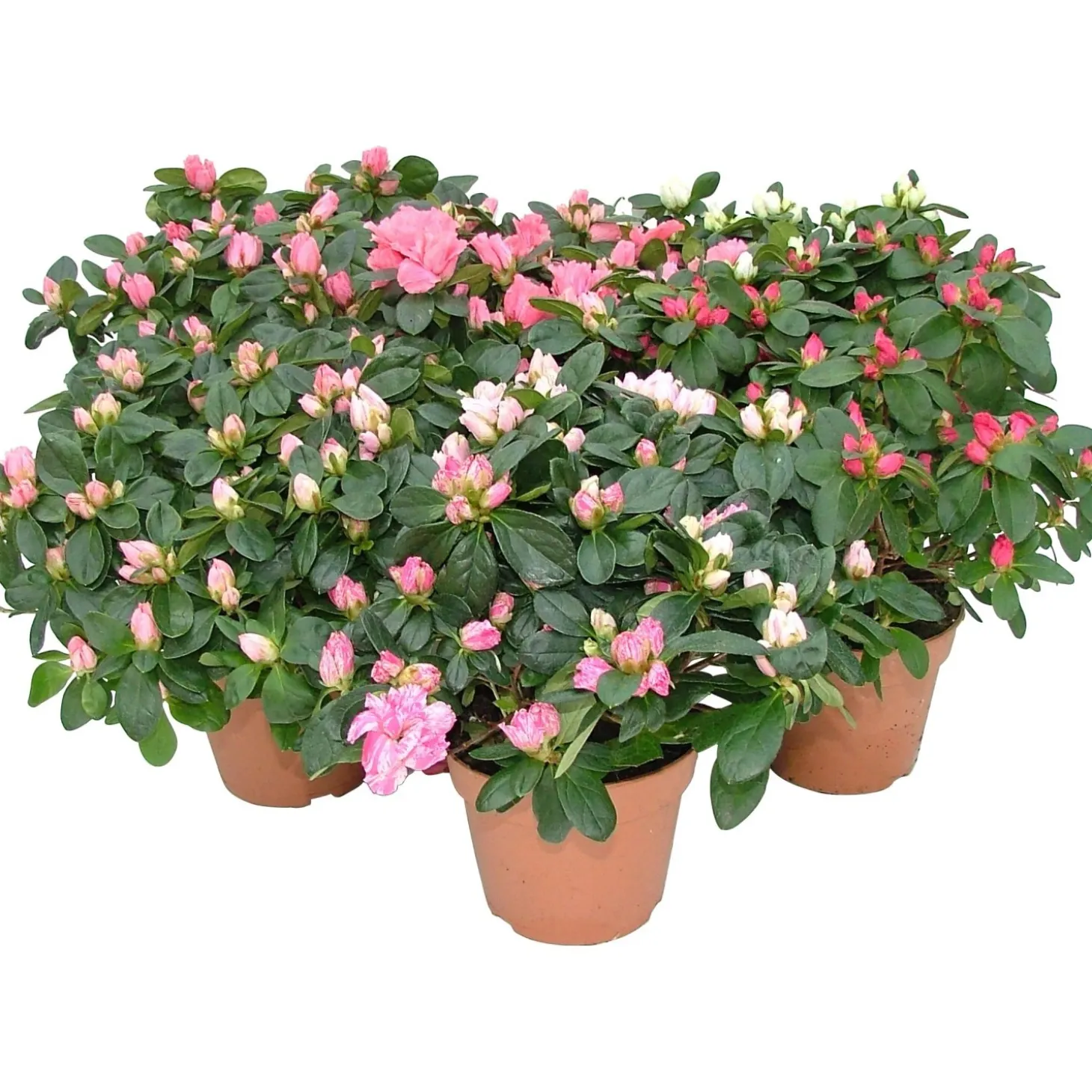 Azalea diametro in vaso 22 - 25 cm