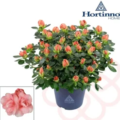 Azalea Hortinno Lime Peach Vaso 13 cm