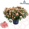 Azalea Hortinno Vaso 15 cm