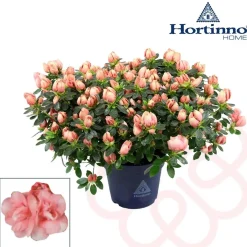 Azalea Hortinno Vaso 15 cm