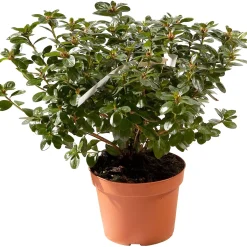Azalea japonica chioma 31-35 cm