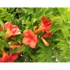 Bignonia Madame Gallen
