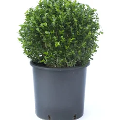 Bosso palla 25 cm