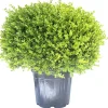 Bosso palla 70/80 cm