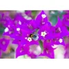 Bougainvillea Glabra Sanderiana forma a palla h 60 cm