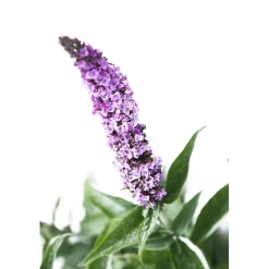 Buddleja davidii h 40/60 cm