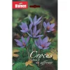 Bulbo zafferano Blumen 10 pz