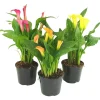 Calla colorata in vaso Ø 15 cm