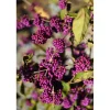 Callicarpa bodinieri `Profusion`