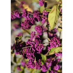 Callicarpa bodinieri `Profusion`