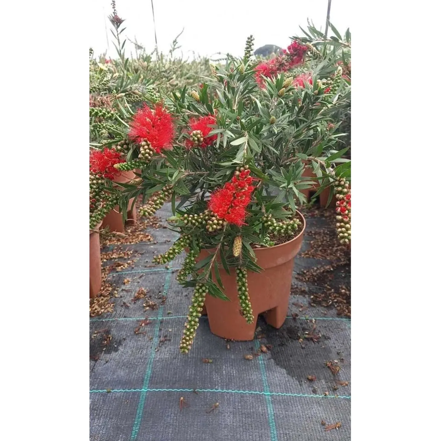 Callistemon masotti `Mini Red`